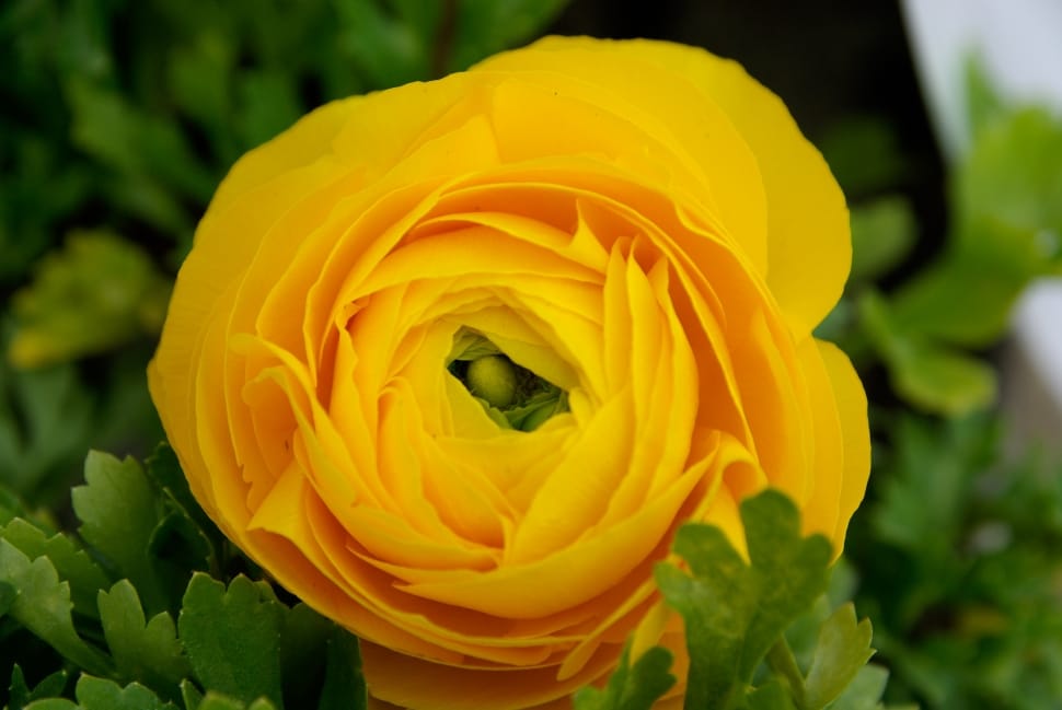 yellow ranunculus flower preview