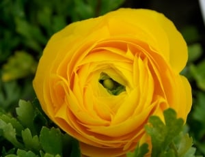 yellow ranunculus flower thumbnail