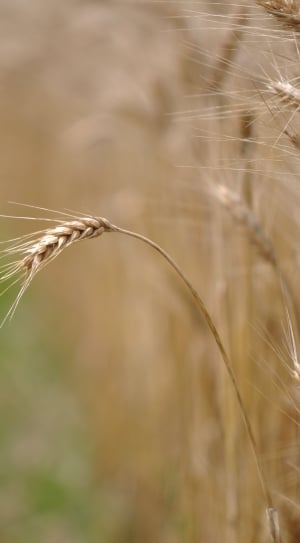 wheat grass close up photo thumbnail