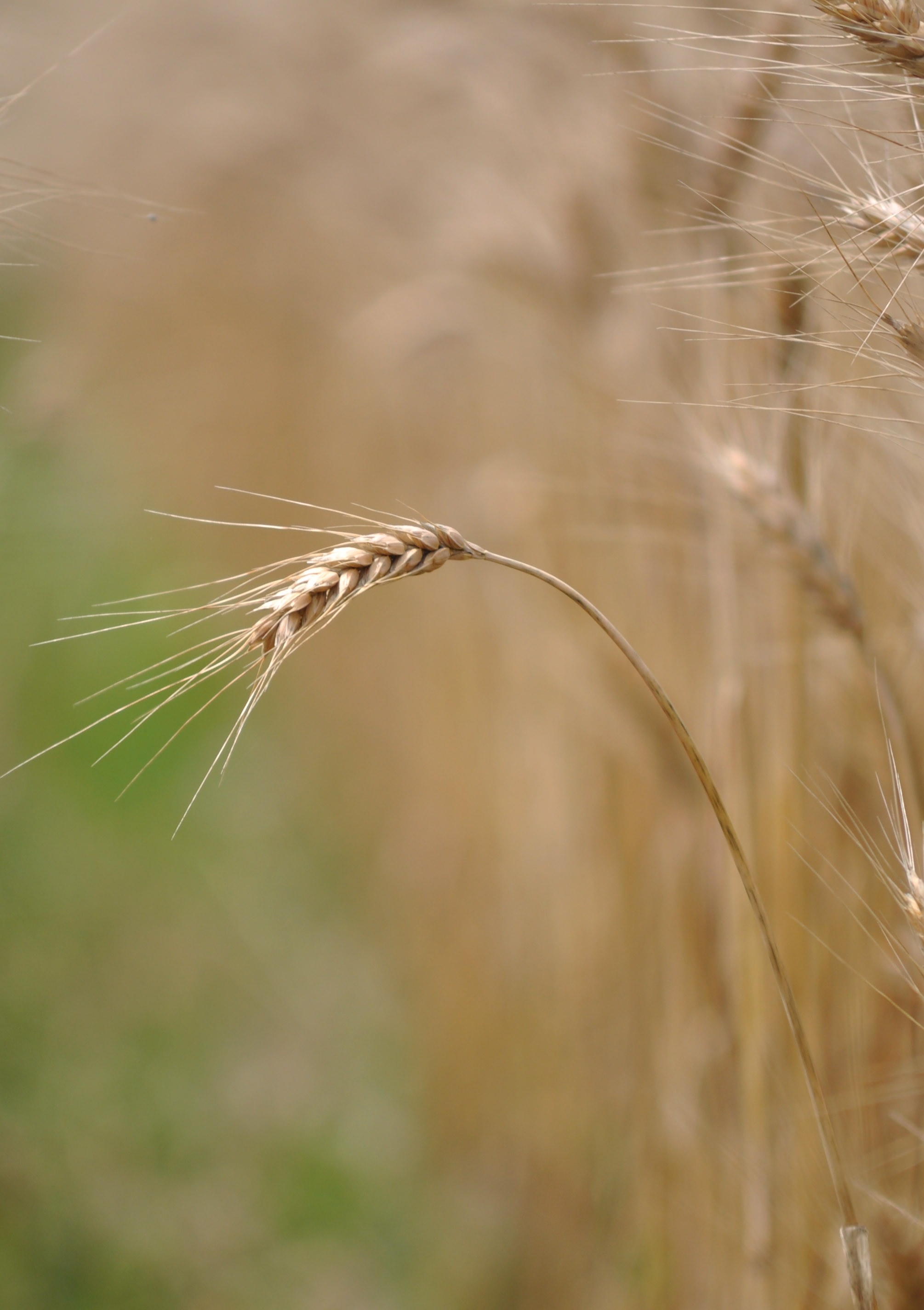 wheat grass close up photo