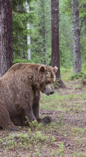 adult grizzly bear thumbnail