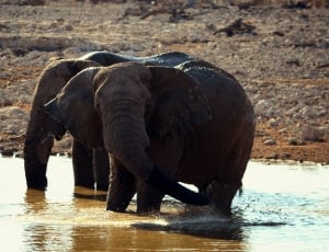 two elephant at river thumbnail