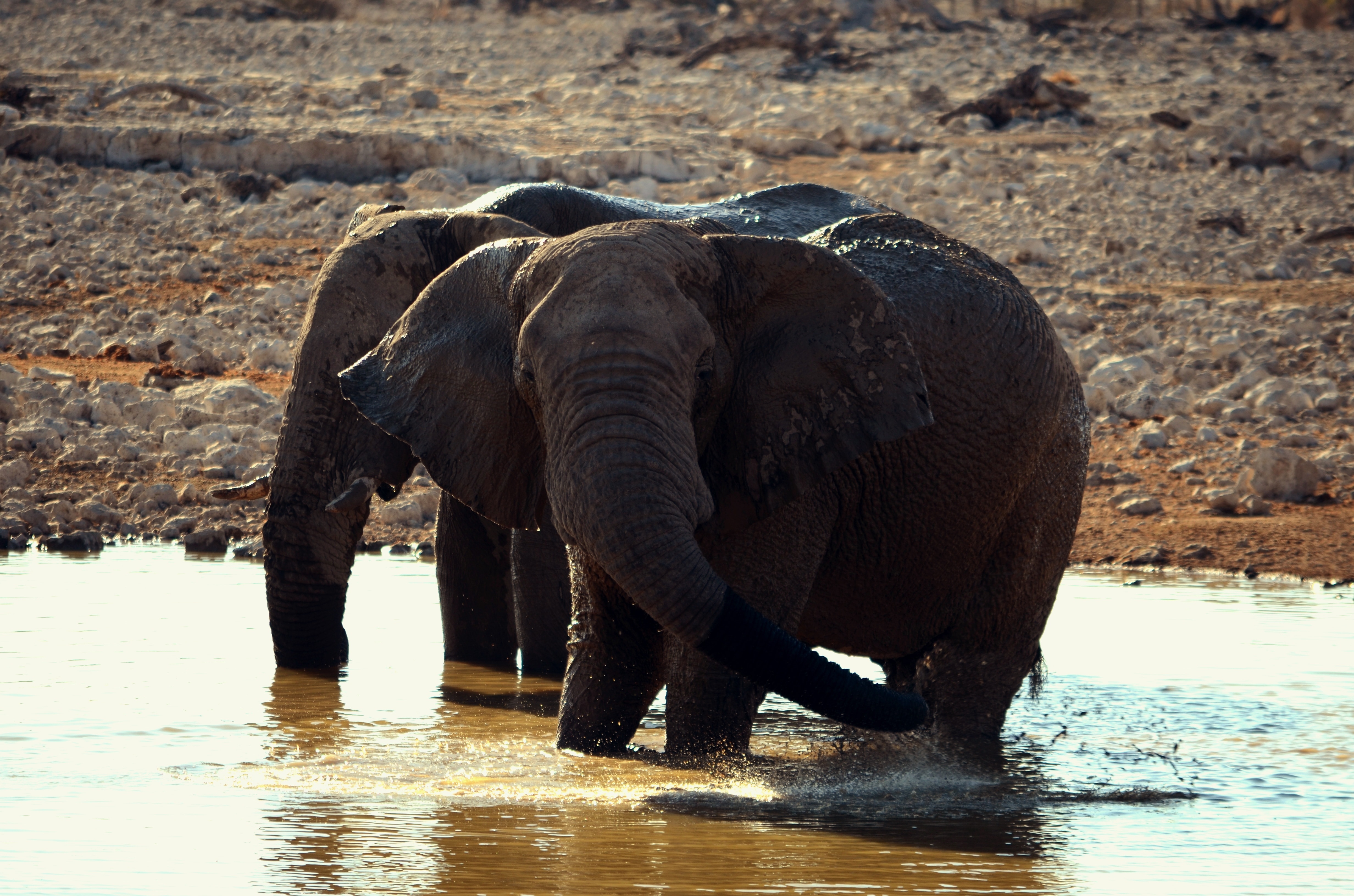 two elephant at river