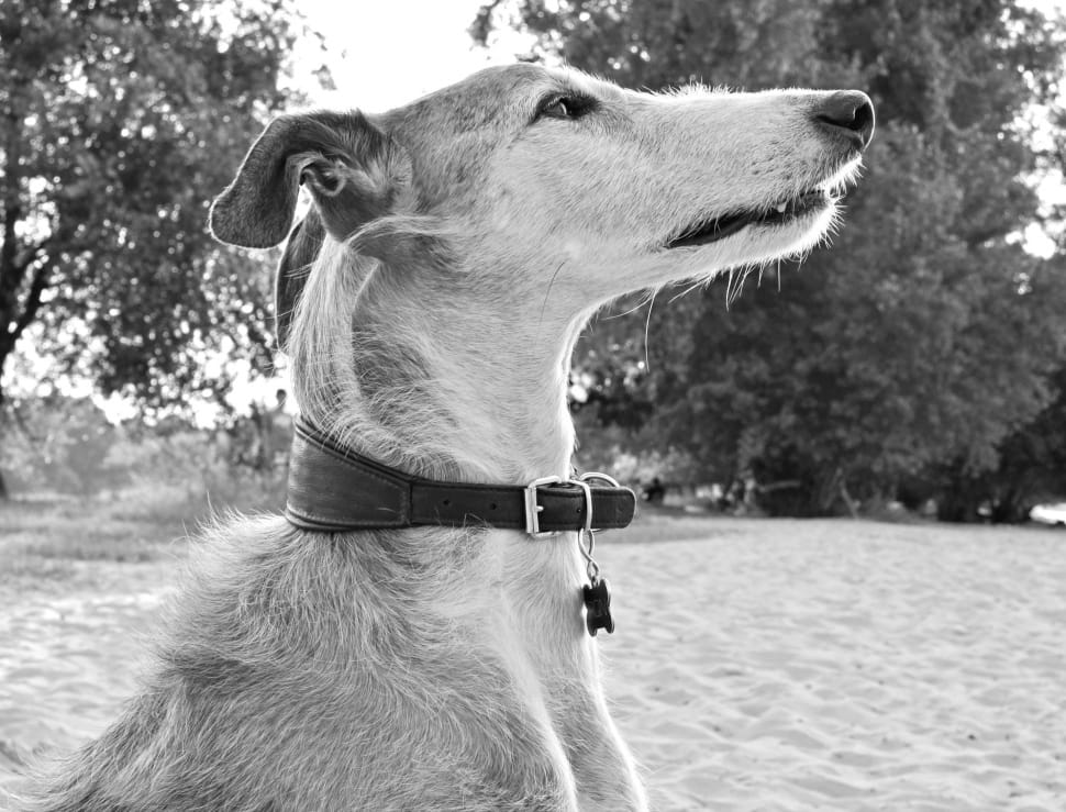 greyscale dog on sand preview