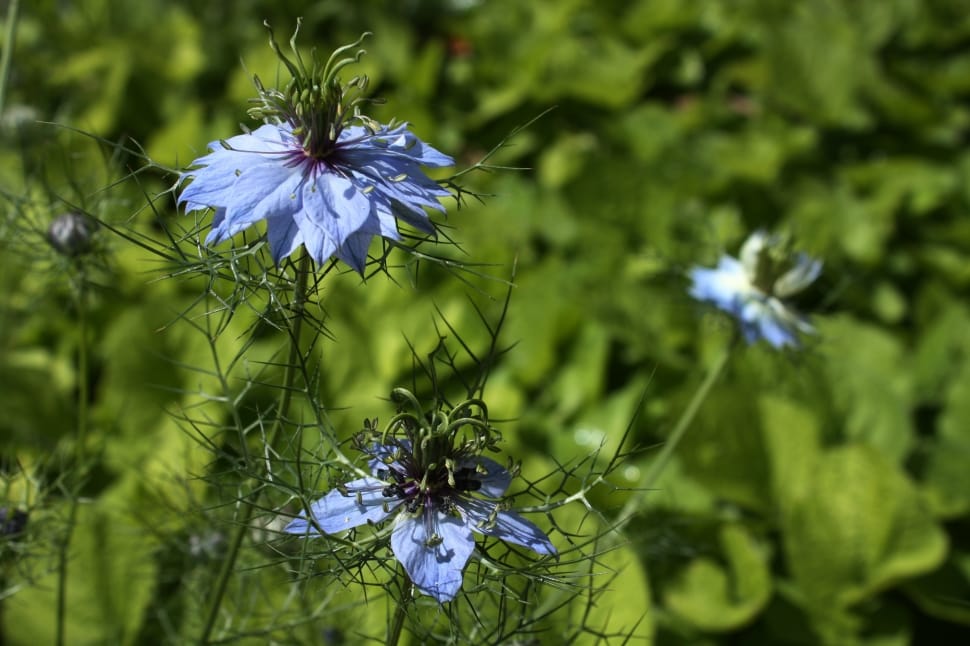blue multi petaled flowers preview