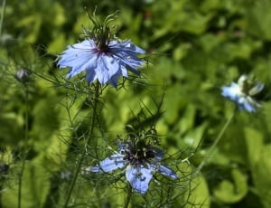 blue multi petaled flowers thumbnail