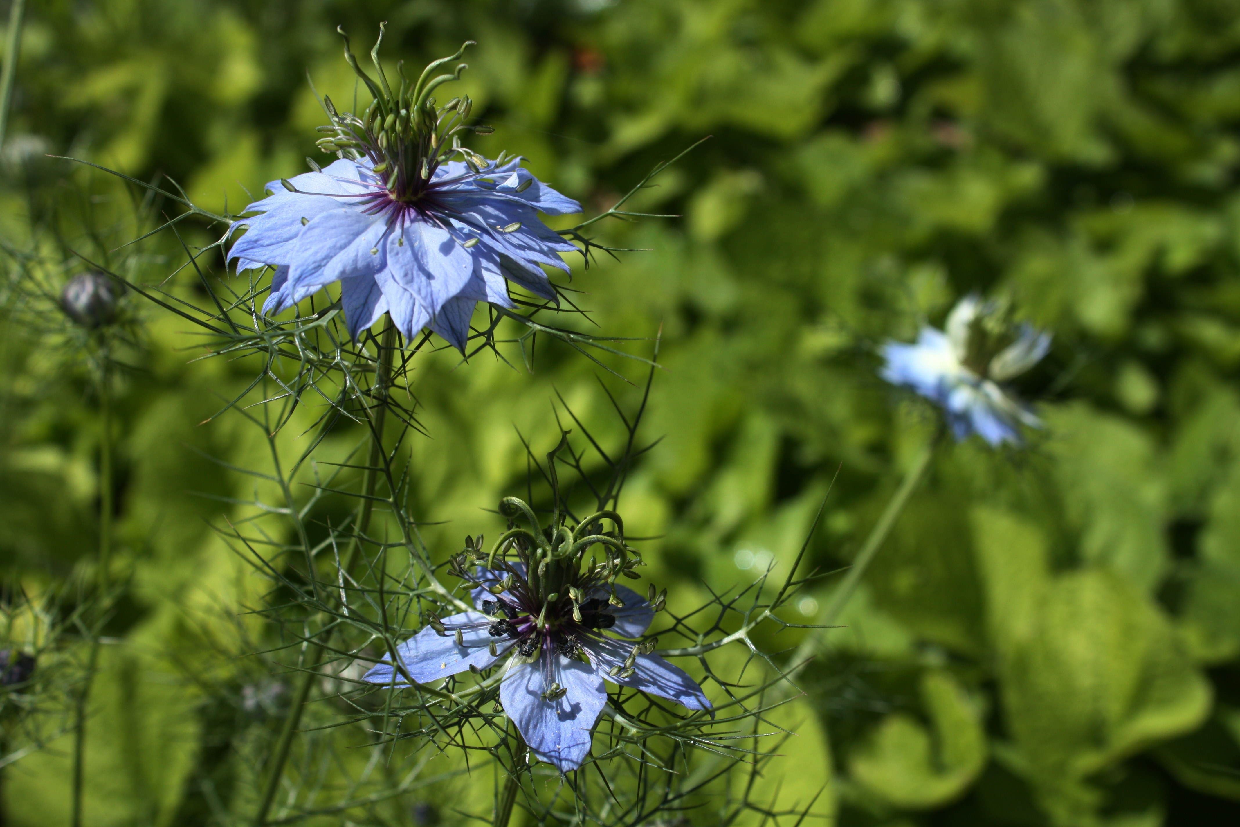 blue multi petaled flowers