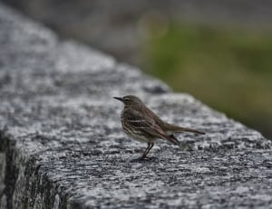 selective focus photography of sparrow bird on concrete pavement thumbnail