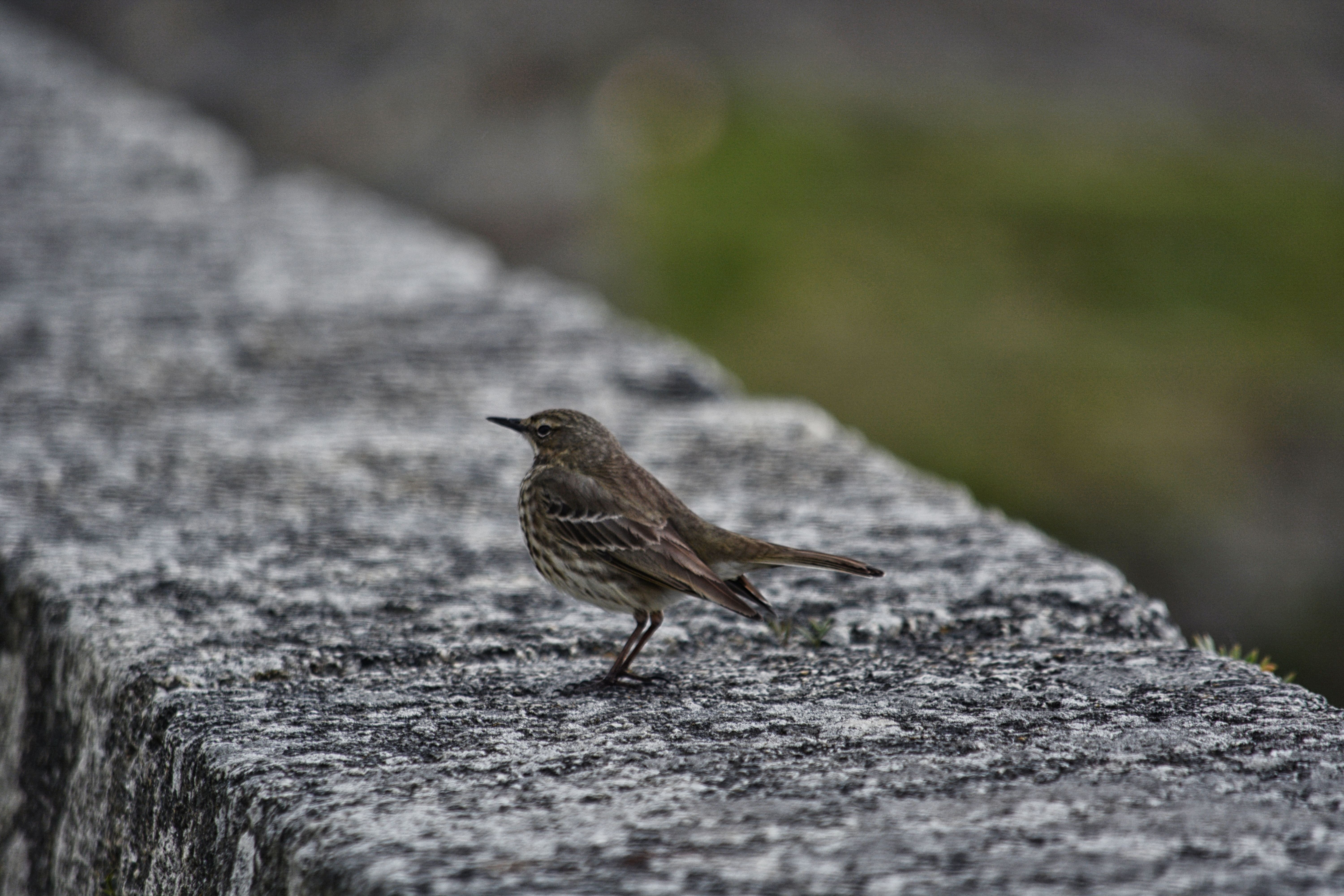 selective focus photography of sparrow bird on concrete pavement
