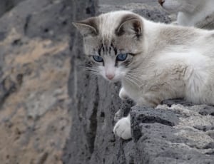 gray and white short coat cat thumbnail