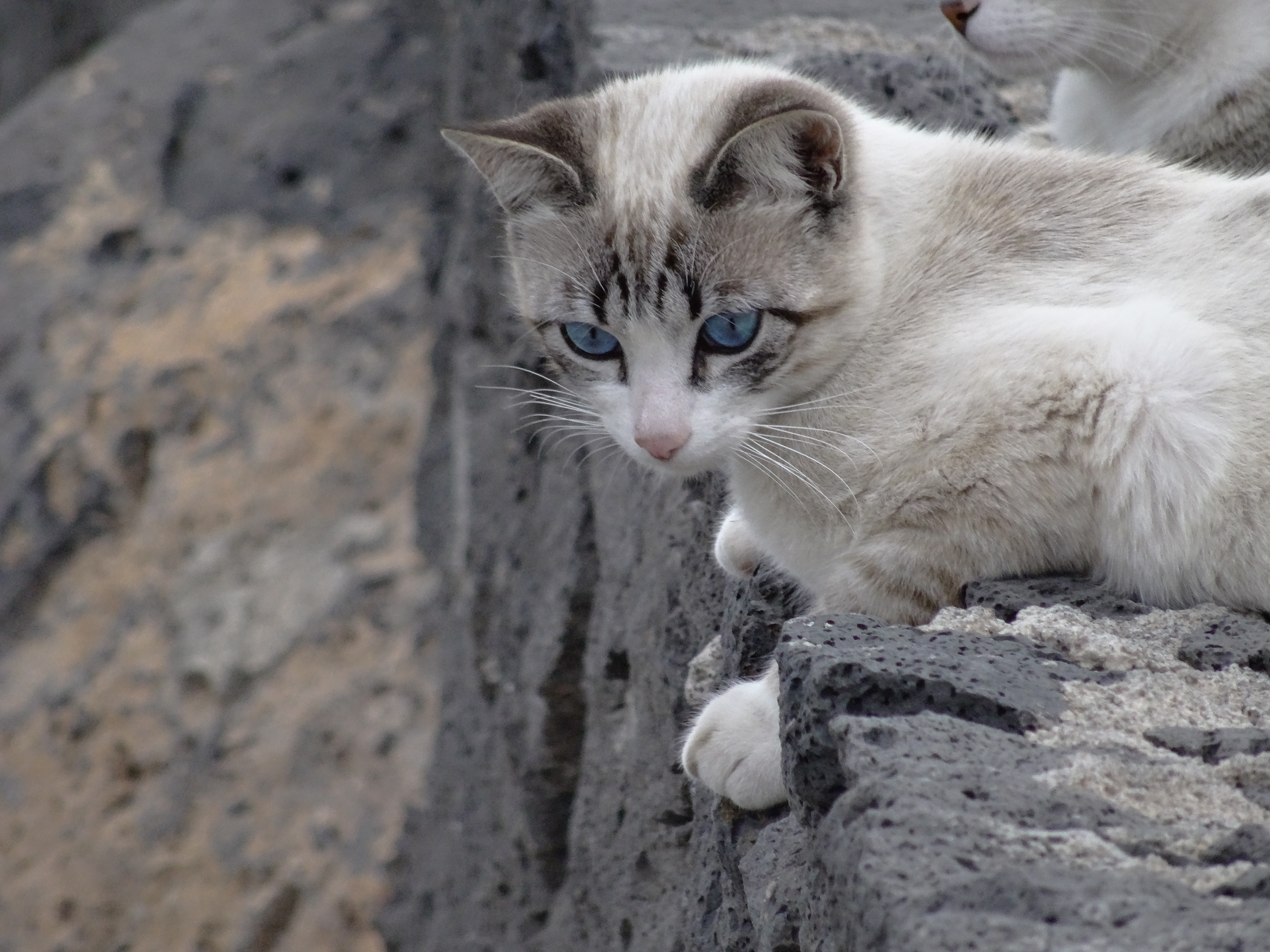 gray and white short coat cat