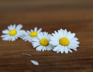 4 white and yellow petaled flowers thumbnail