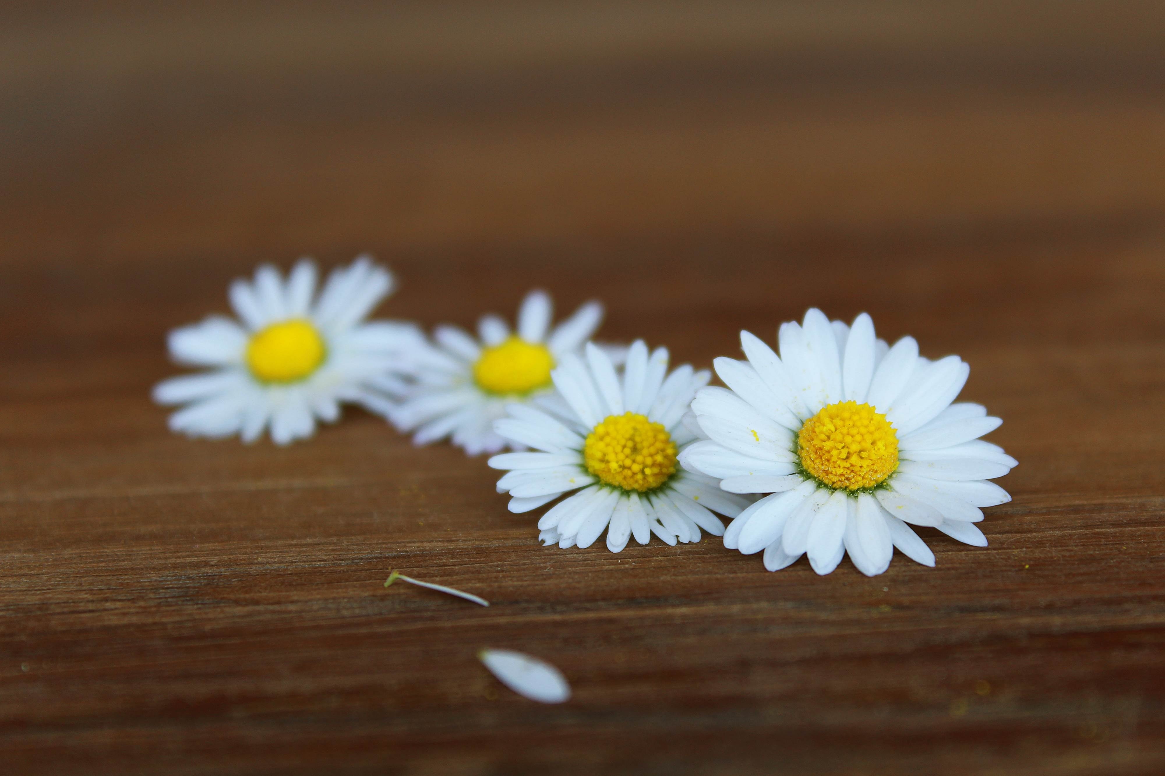 4 white and yellow petaled flowers