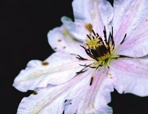pink and white clematis thumbnail