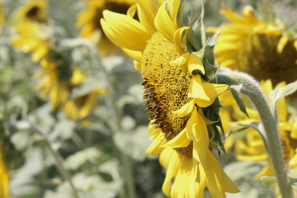 sunflower in close up photography preview