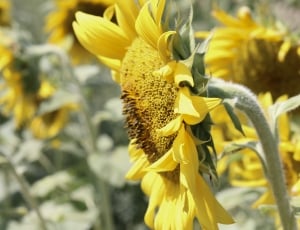 sunflower in close up photography thumbnail