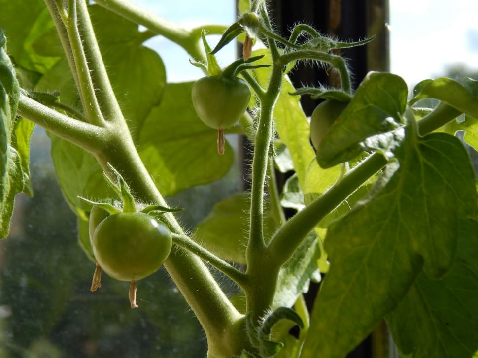 three unripe tomatoes preview