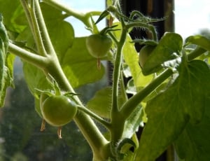three unripe tomatoes thumbnail