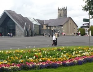 Pilgrimage, Knock, Mayo, Ireland, flower, one person thumbnail