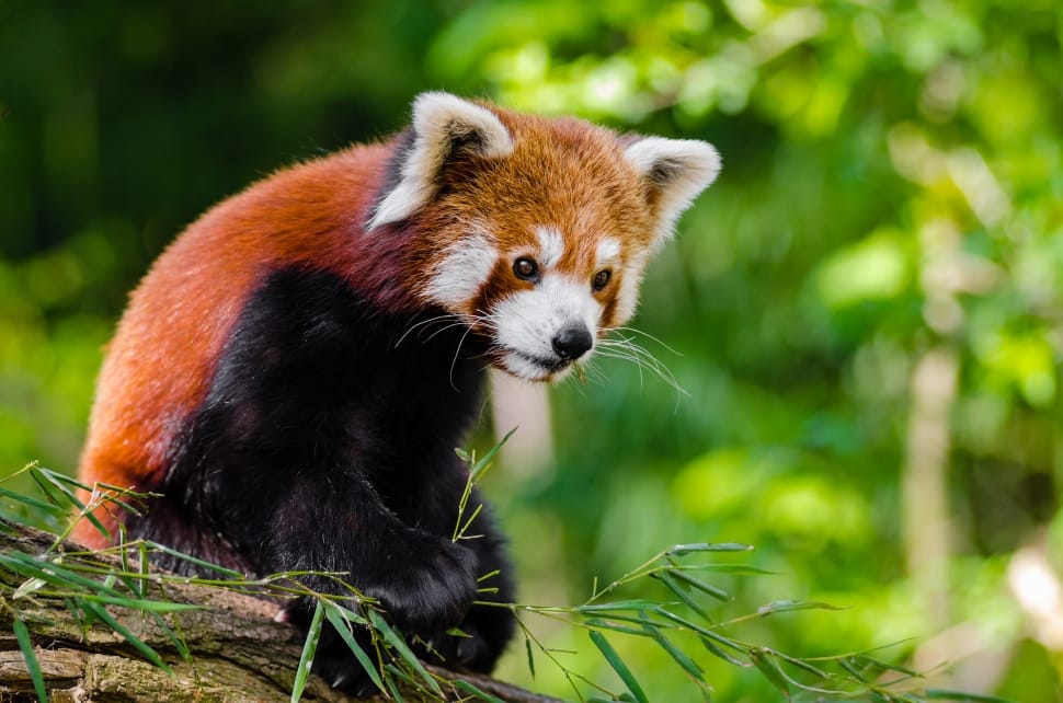 Red Panda Bamboo Dinner preview