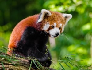 Red Panda Bamboo Dinner thumbnail