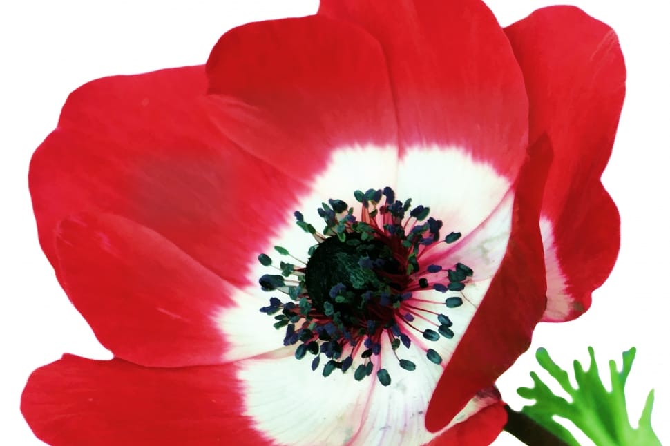 red and white petaled flower preview