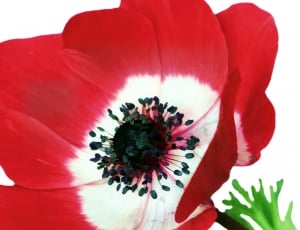 red and white petaled flower thumbnail