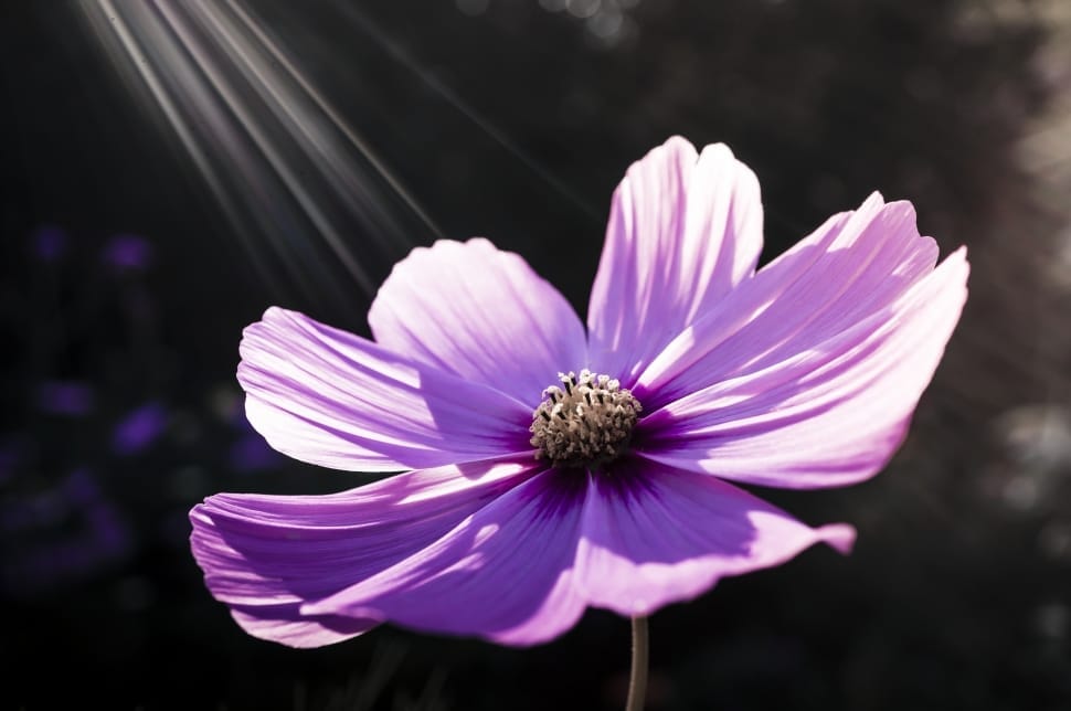 purple flower preview