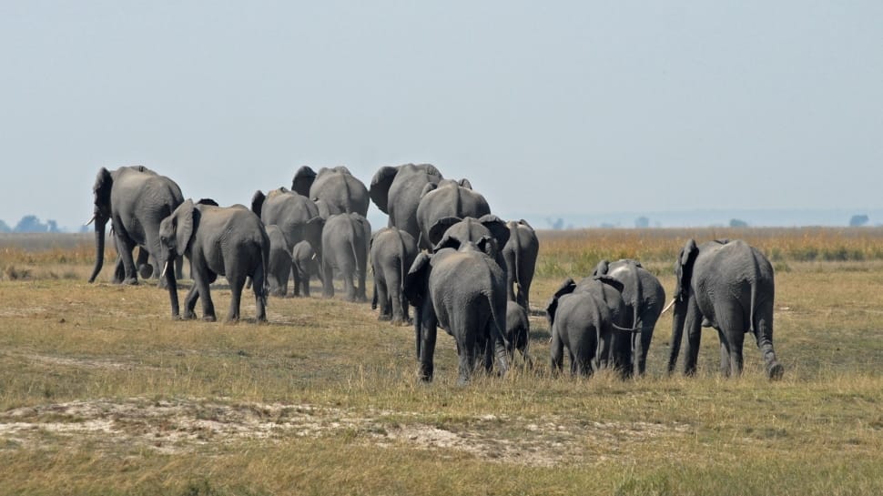 herd of elephants preview