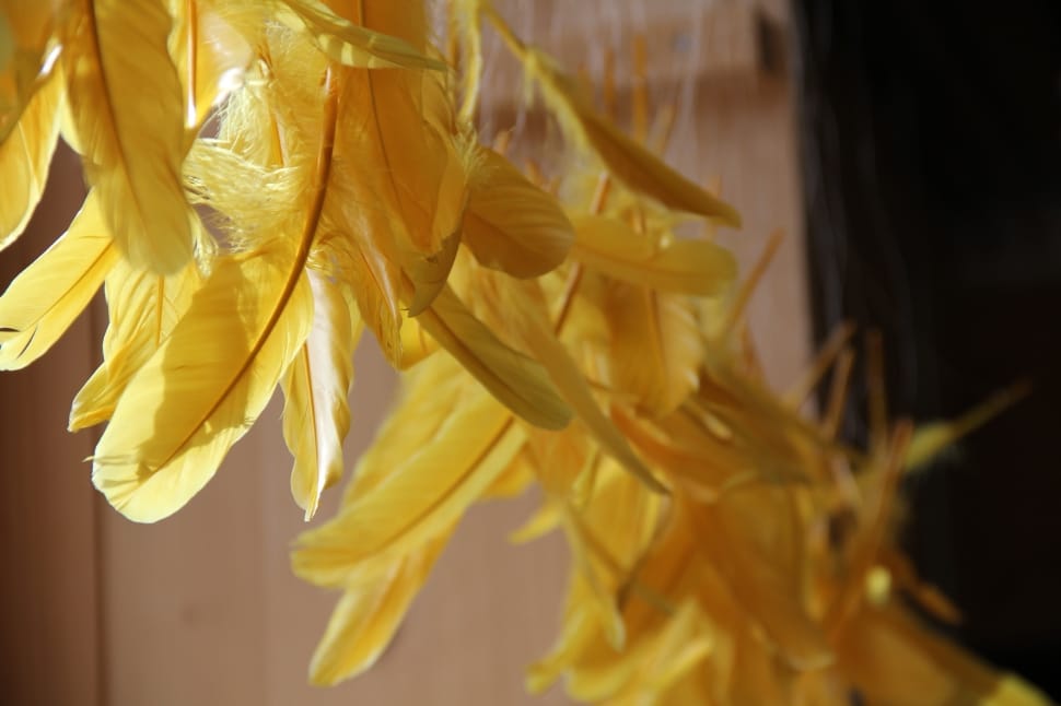 Feather, Plumage, Yellow, yellow, close-up preview