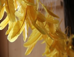 Feather, Plumage, Yellow, yellow, close-up thumbnail