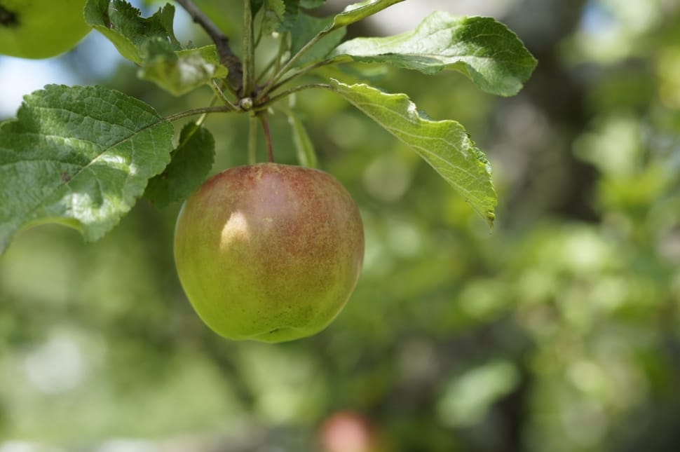 Green, Apple, Depend, Tree, Fruit, fruit, food and drink preview