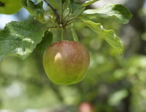 Green, Apple, Depend, Tree, Fruit, fruit, food and drink thumbnail