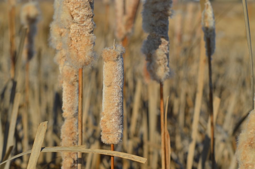 cattail reeds preview
