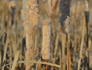 cattail reeds thumbnail