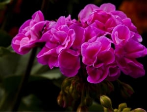 pink flowers thumbnail