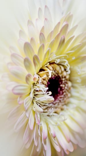 White, Nature, Close, Macro, Gerbera, flower, petal thumbnail