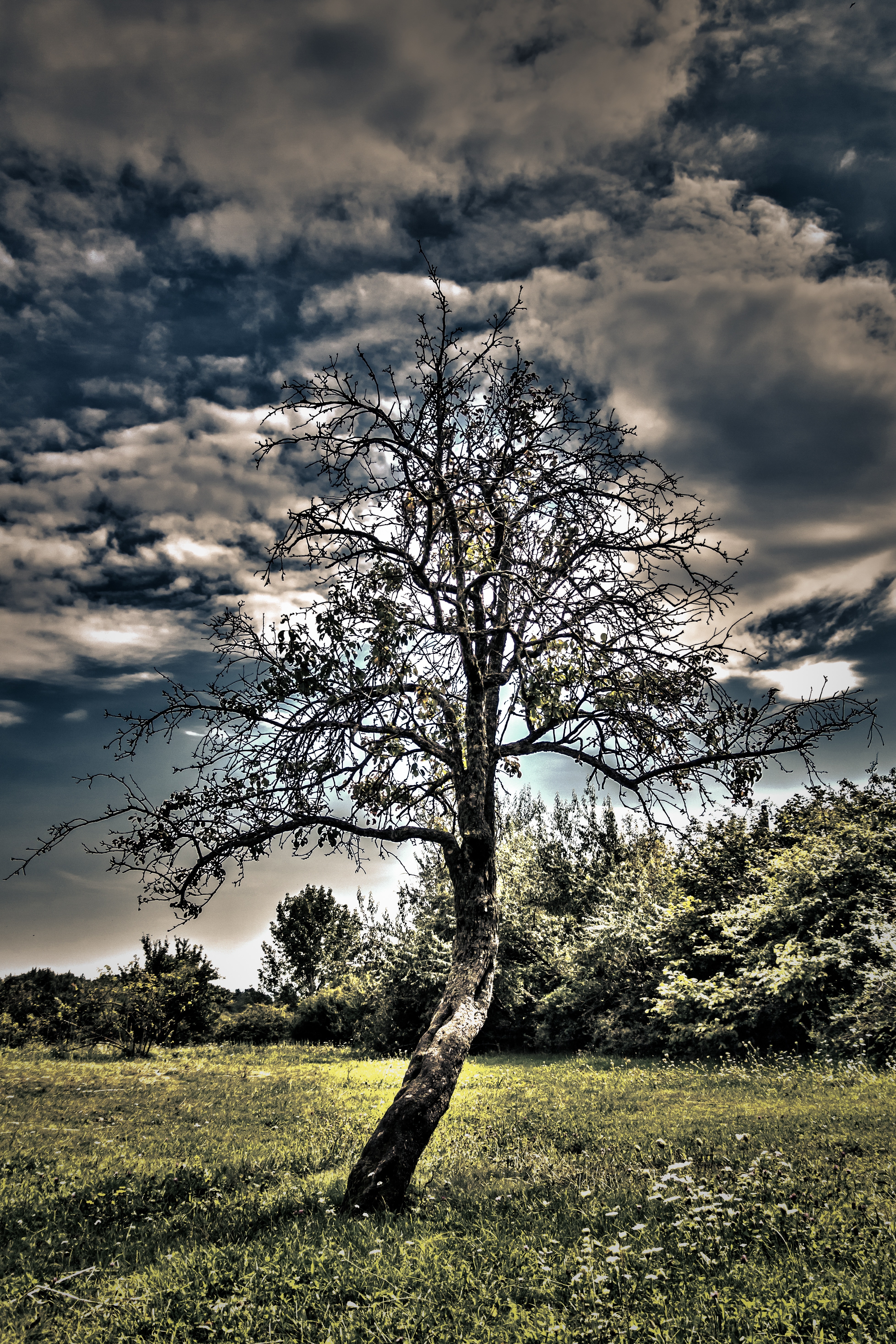 gray tree during daytime