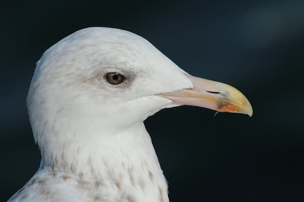 white and brow seagull preview