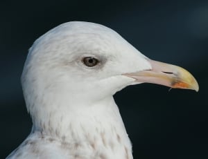 white and brow seagull thumbnail