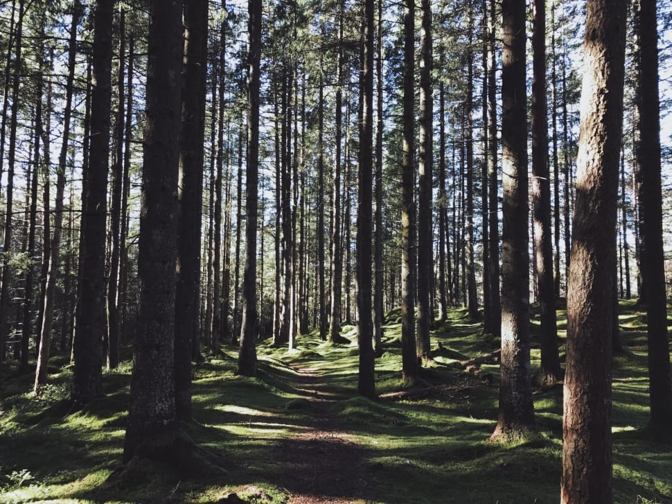 tall trees under shade of sun rays at daytime preview