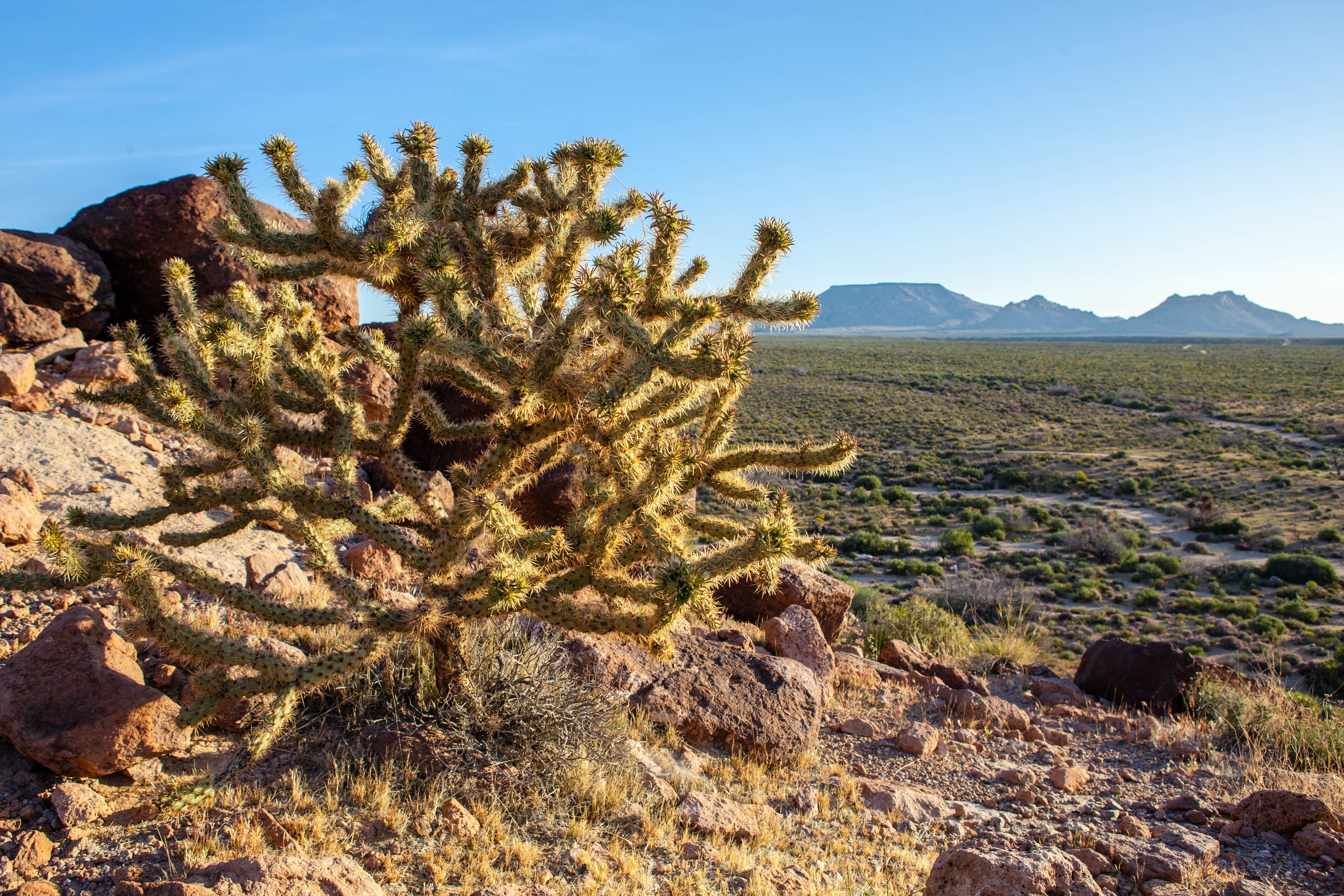 cactus plant