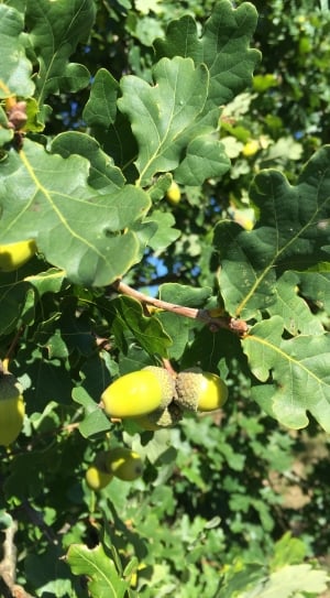 green leaf tree with fruits under blue sky thumbnail