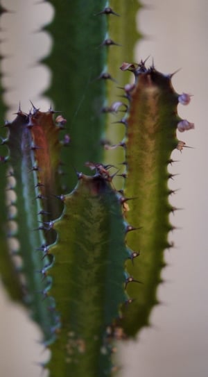 closeup photography of cactus plant thumbnail
