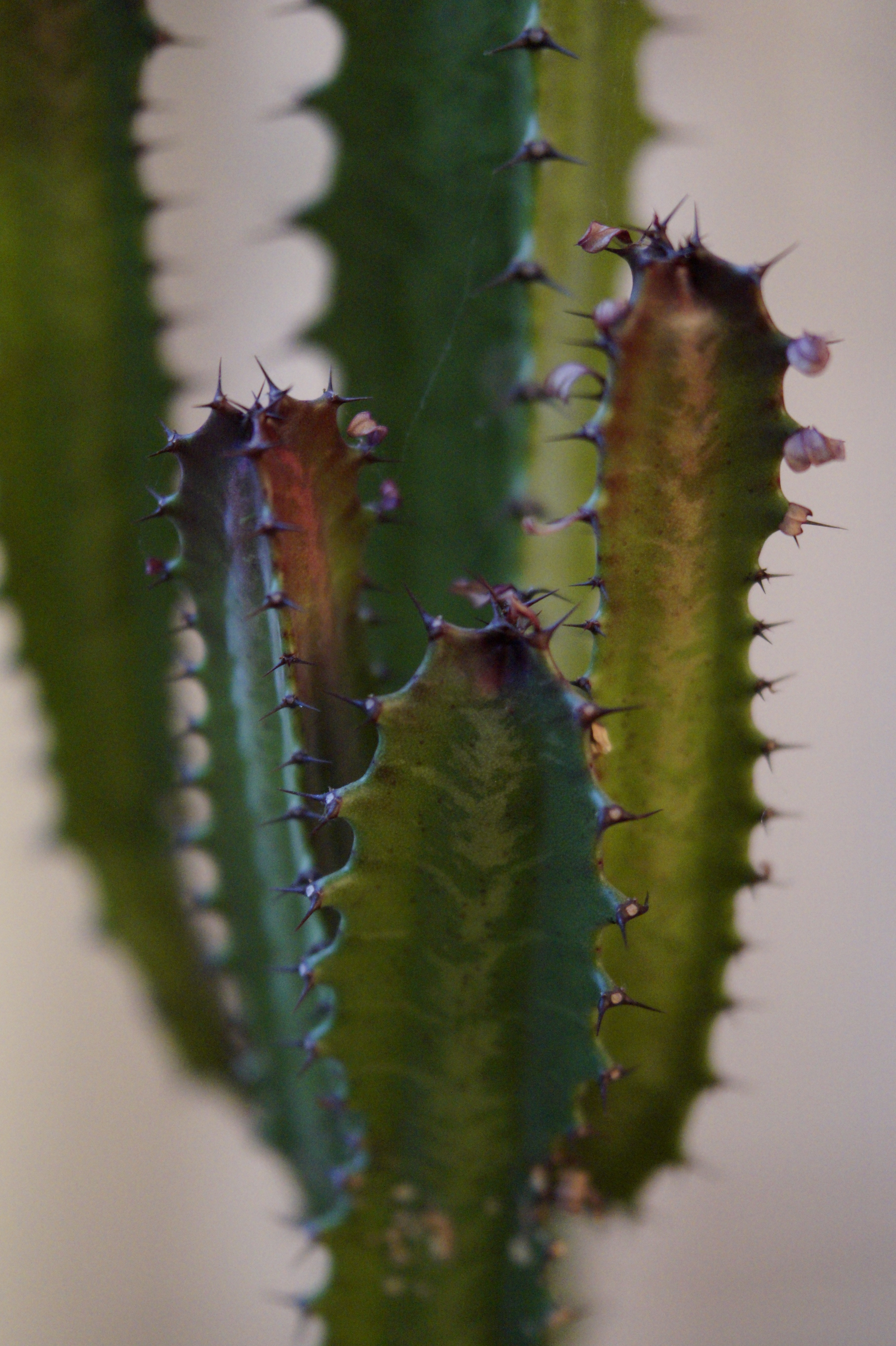 closeup photography of cactus plant