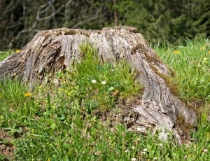 brown tree trunk and green grass field thumbnail