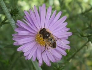 Flower, Bee, Flying Insect, Insects, flower, purple thumbnail