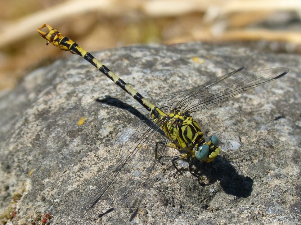 yellow dragonfly preview