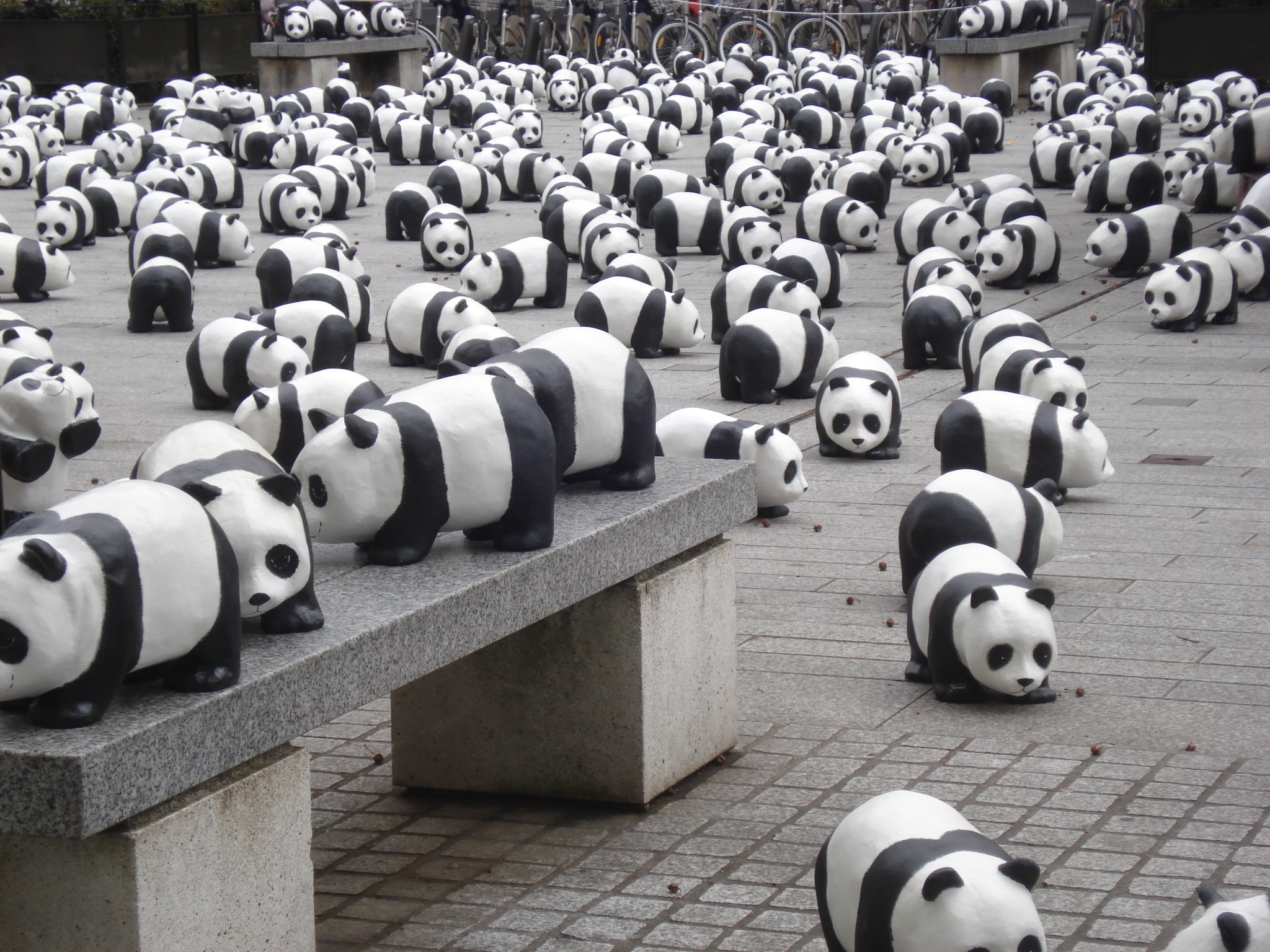 Exhibition, Pandas, Miniature, Bears, in a row, no people