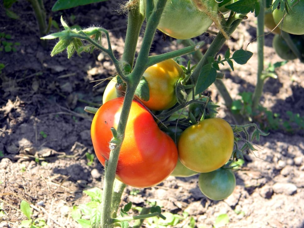 Greenhouse, Tomatoes, Why, Tomato, food and drink, fruit preview